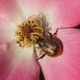 Illustration for article titled Shooting Challenge: Bugs 4
